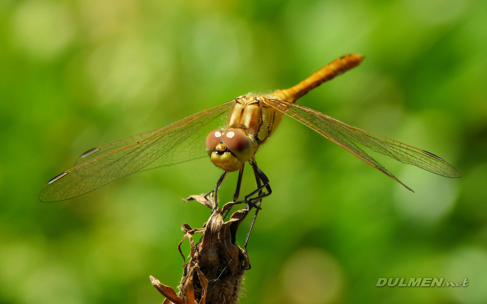 Moustached Darter (Male, Sympetrum vulgatum)